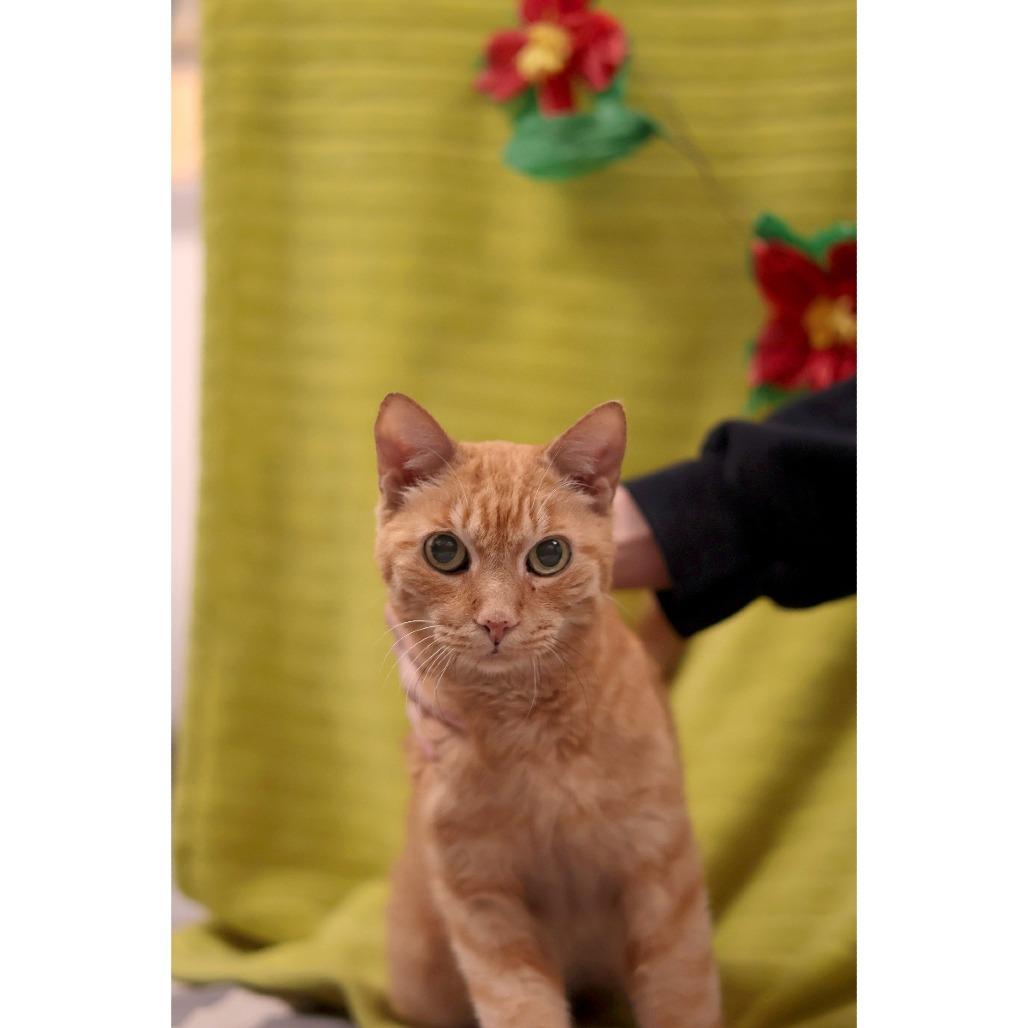 Enlarge Pumpkin, a Adoptable Domestic Short Hair in Philadelphia, PA image 1/6