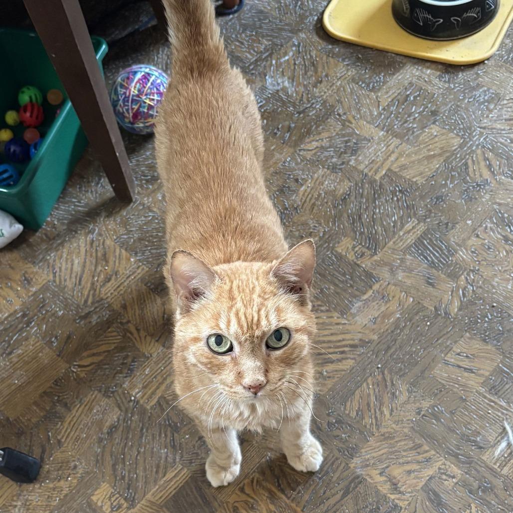 Pumpkin, Adoptable, Senior Male Domestic Short Hair.