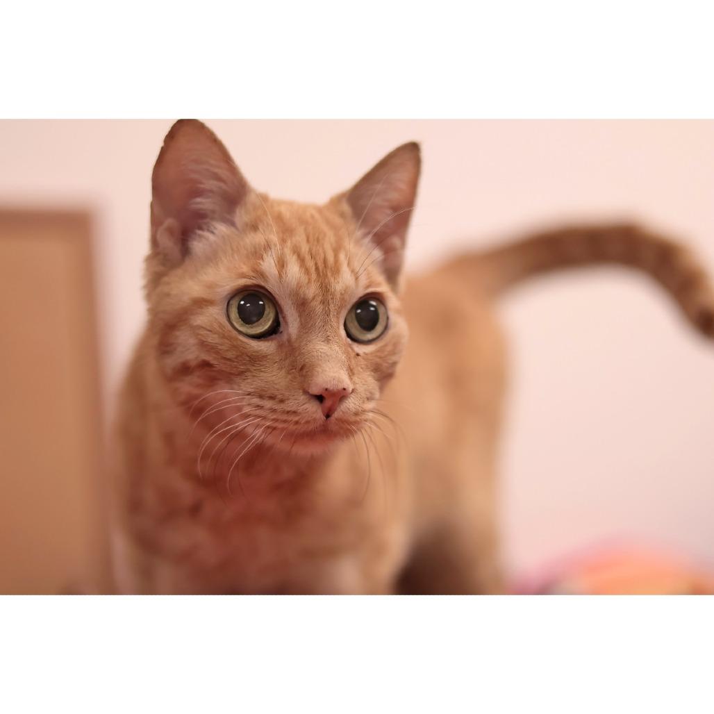 Enlarge Pumpkin, a Adoptable Domestic Short Hair in Philadelphia, PA image 2/6