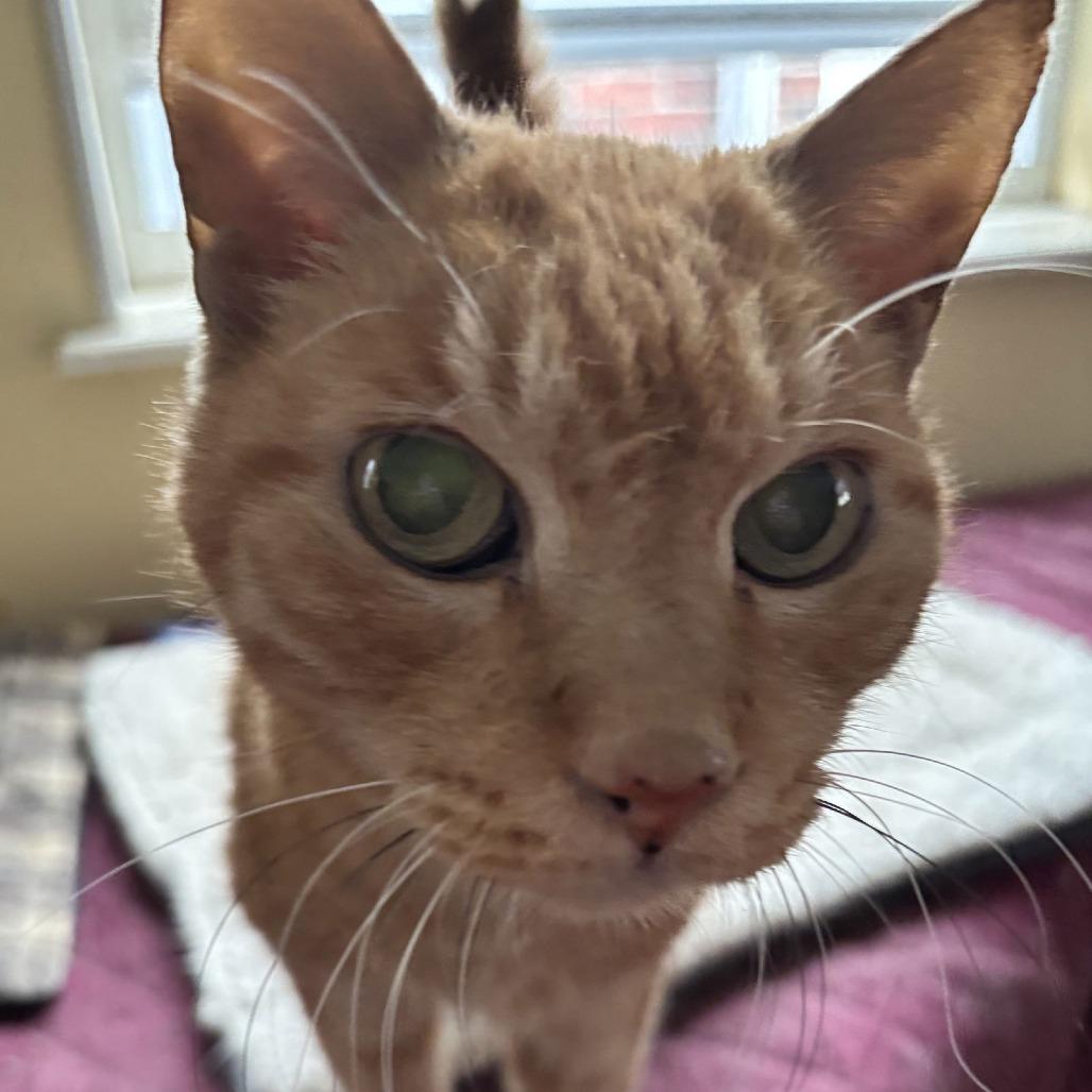 Enlarge Pumpkin, a Adoptable Domestic Short Hair in Philadelphia, PA image 2/6