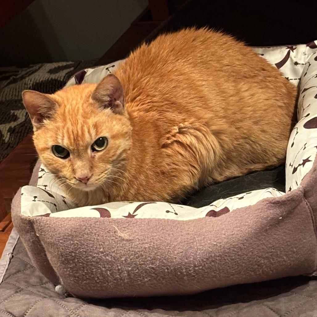 Enlarge Pumpkin, a Adoptable Domestic Short Hair in Philadelphia, PA image 3/6