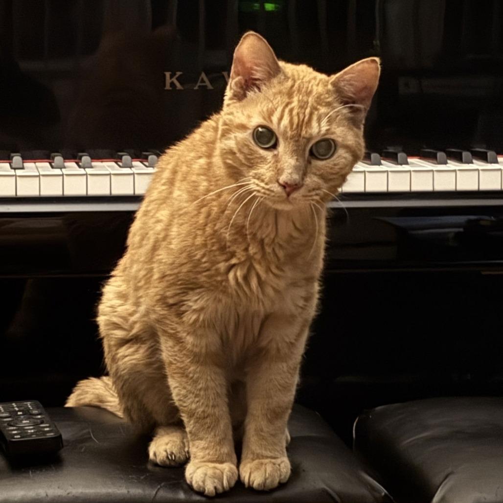 Enlarge Pumpkin, a Adoptable Domestic Short Hair in Philadelphia, PA image 4/6