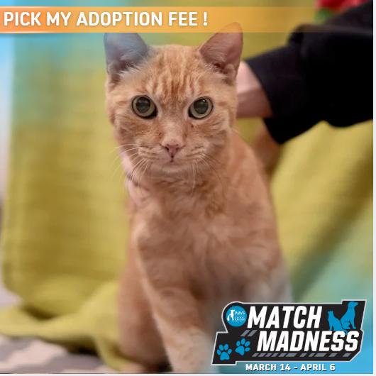 Enlarge Pumpkin, a Adoptable Domestic Short Hair in Philadelphia, PA image 3/6