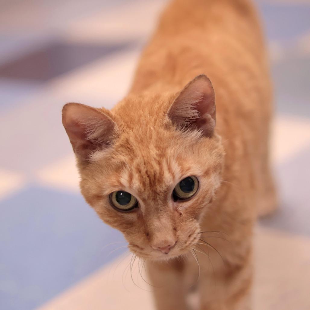 Enlarge Pumpkin, a Adoptable Domestic Short Hair in Philadelphia, PA image 4/6