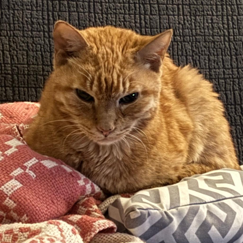 Enlarge Pumpkin, a Adoptable Domestic Short Hair in Philadelphia, PA image 5/6