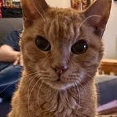 Enlarge Pumpkin, a Adoptable Domestic Short Hair in Philadelphia, PA image 6/6