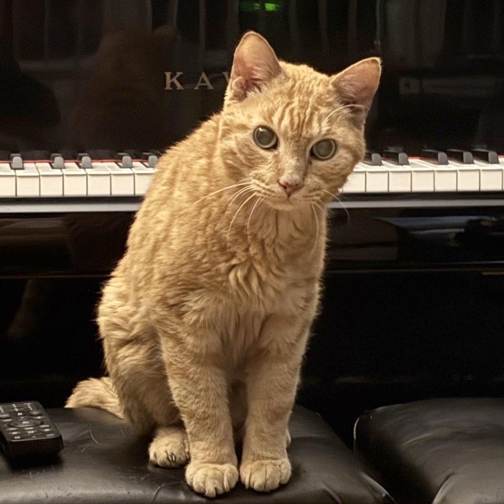 Enlarge Pumpkin, a Adoptable Domestic Short Hair in Philadelphia, PA image 5/6