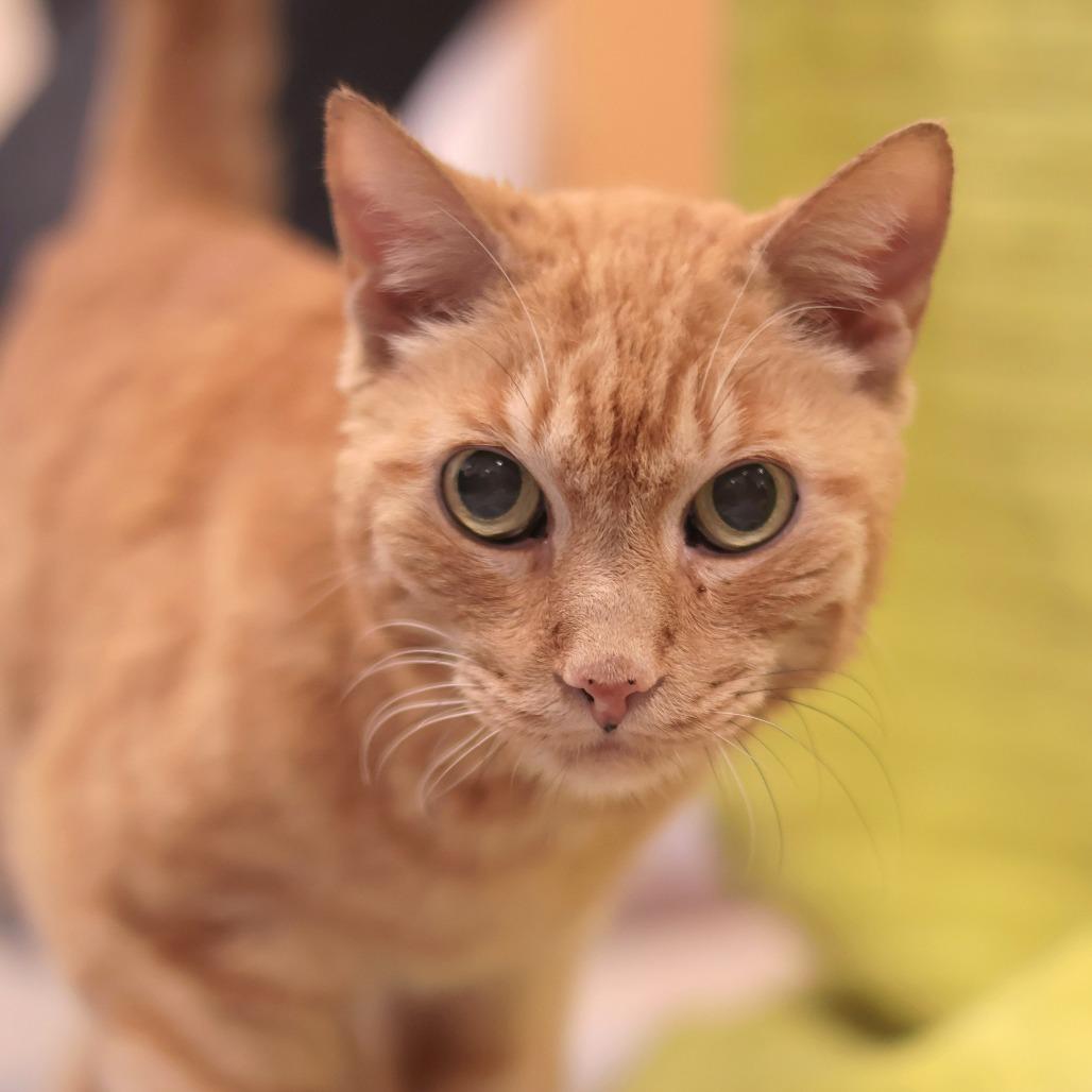 Enlarge Pumpkin, a Adoptable Domestic Short Hair in Philadelphia, PA image 6/6