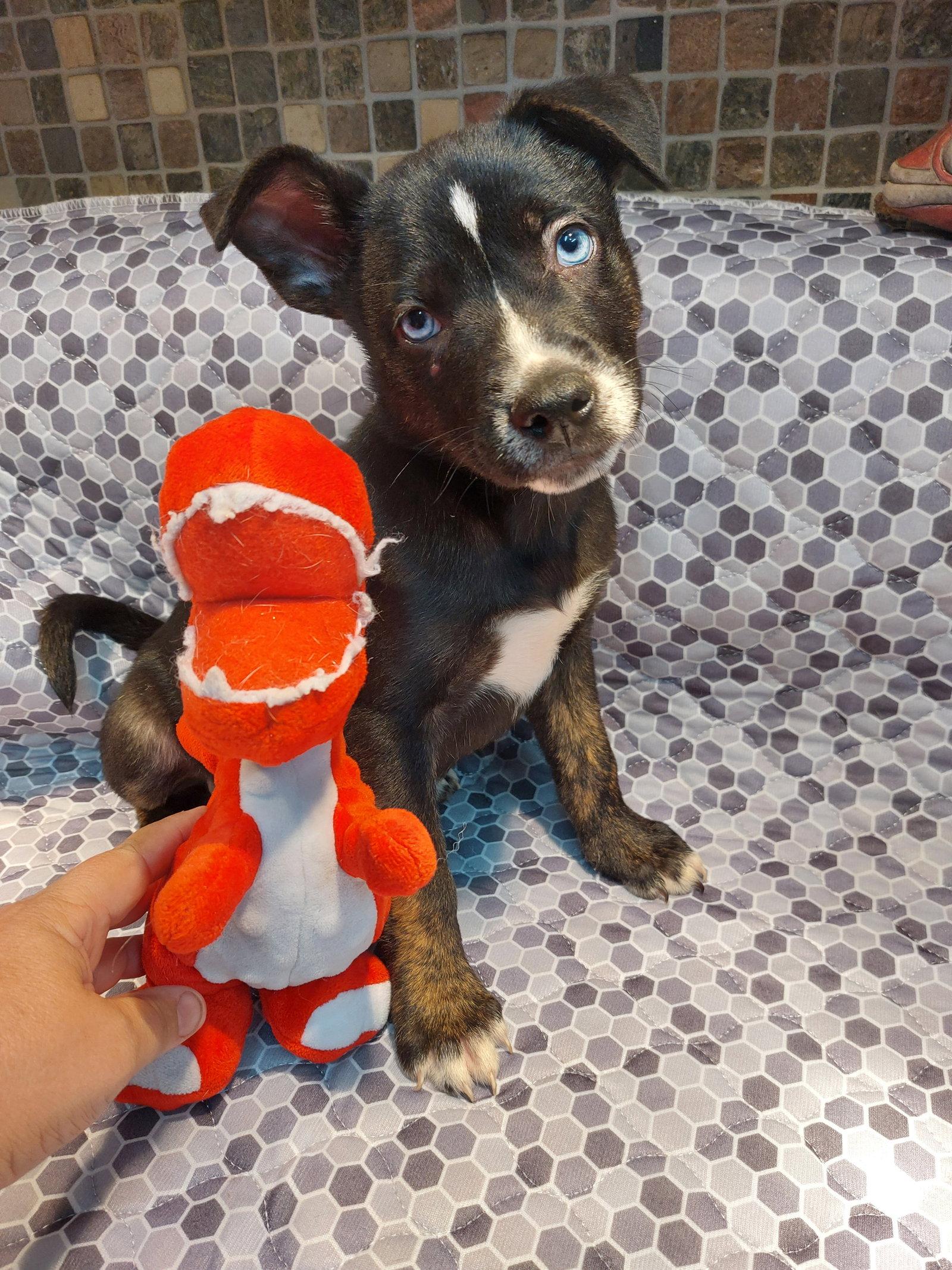 Enlarge Bodhi, a Adoptable mixed breed in Sanford, FL image 1/1