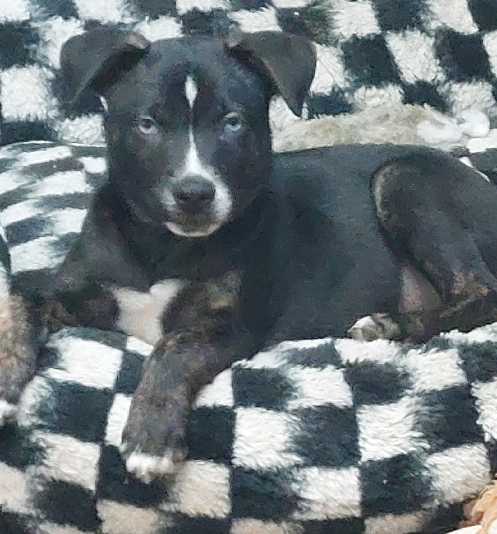 Enlarge Bodhi, a Adopted mixed breed in Sanford, FL image 2/3
