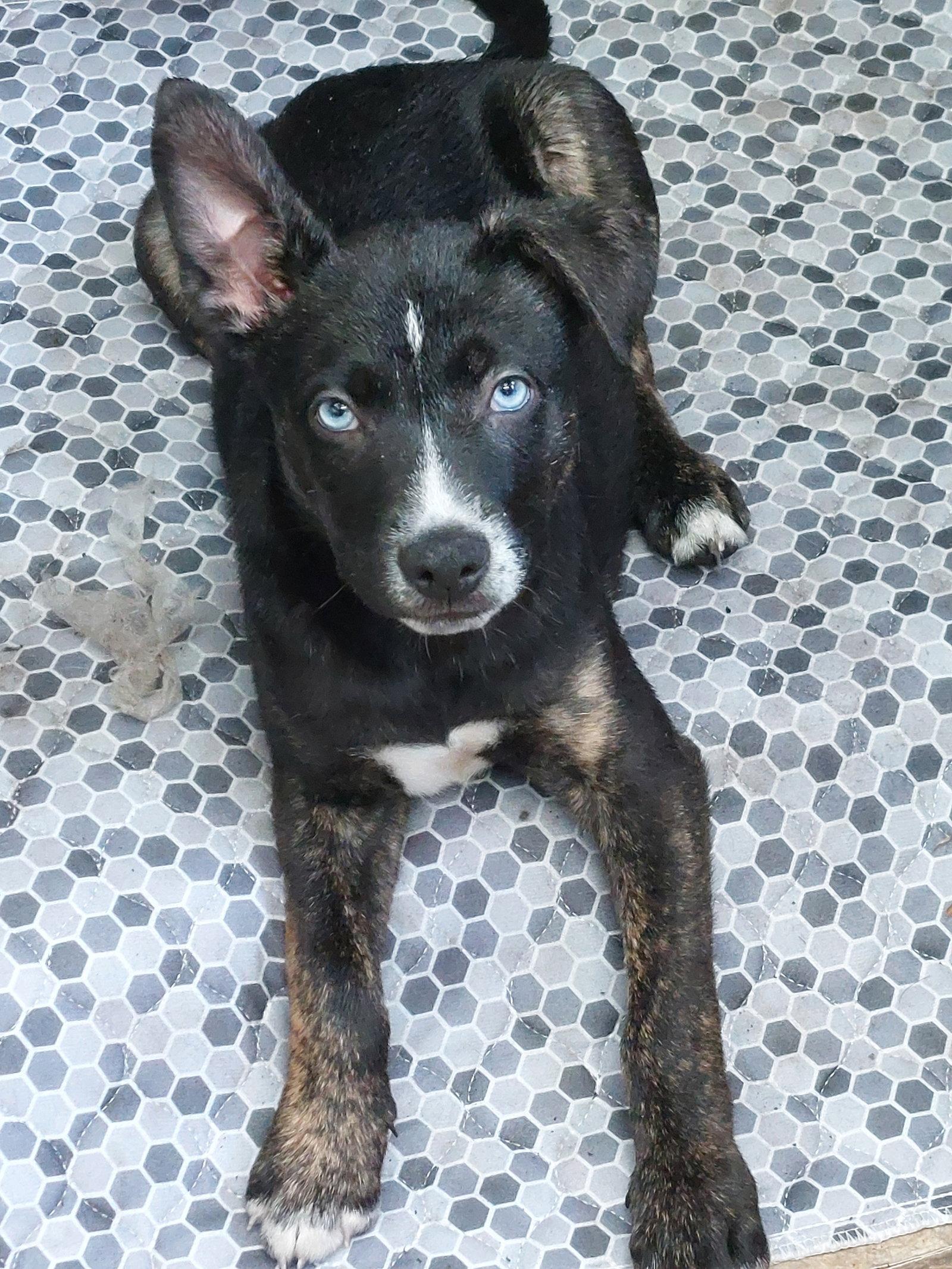 Enlarge Bodhi, a Adopted mixed breed in Sanford, FL image 3/3