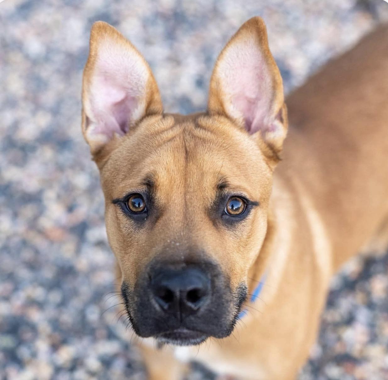 Enlarge Wilt, a Adopted mixed breed in Santa Rosa, CA image 3/3