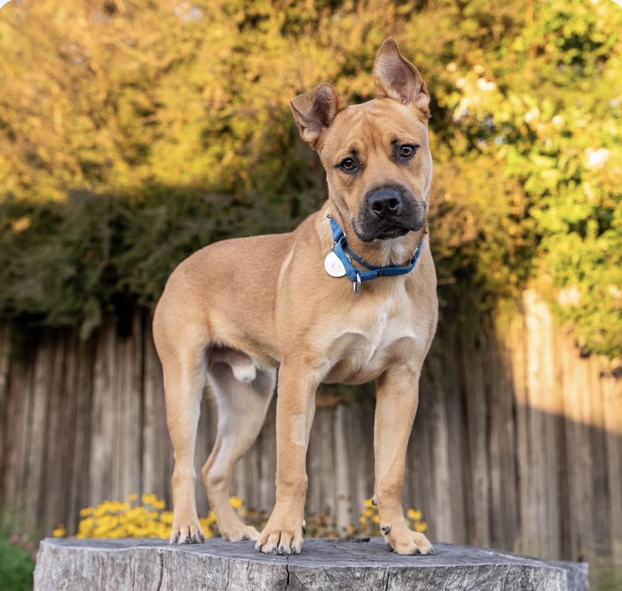 Enlarge Wilt, a Adopted mixed breed in Santa Rosa, CA image 1/3