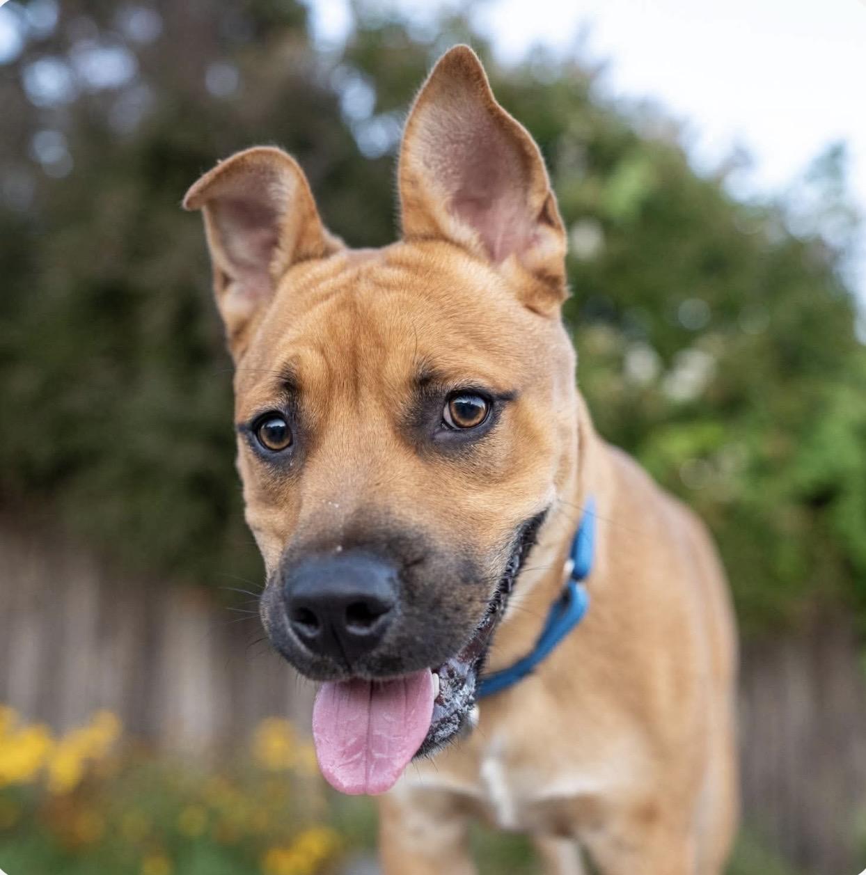 Enlarge Wilt, a Adopted mixed breed in Santa Rosa, CA image 2/3