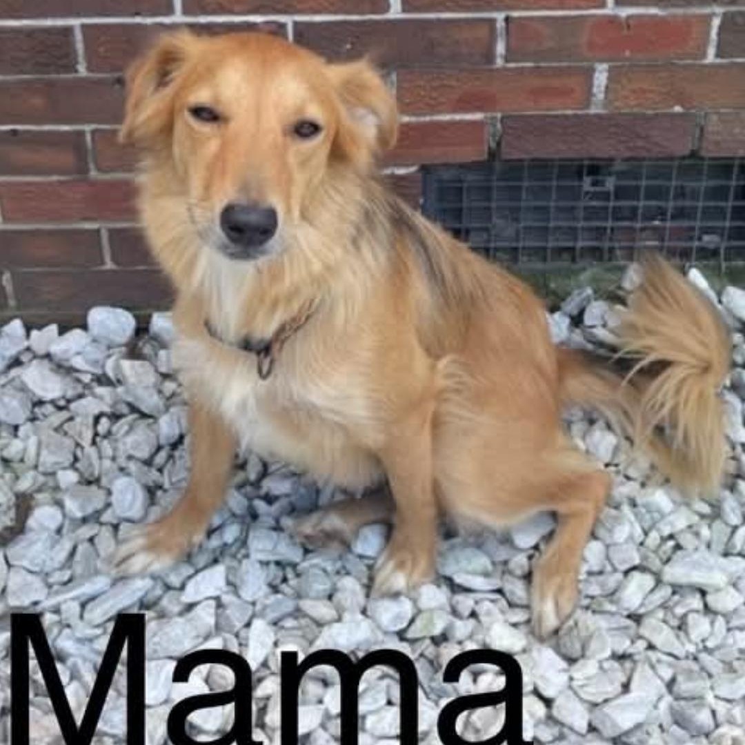 Enlarge FRANKLIN, a Adoptable mixed breed in Browns Mills, NJ image 2/2
