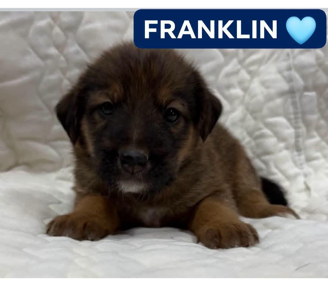 FRANKLIN, Adoptable, Puppy Male Shepherd.