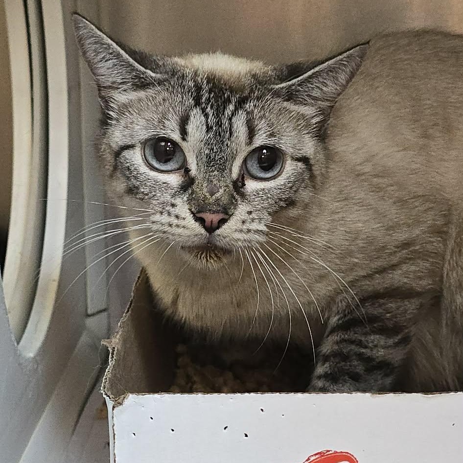 Enlarge Francine, an adopted mixed breed in Orange, VA image 2/2