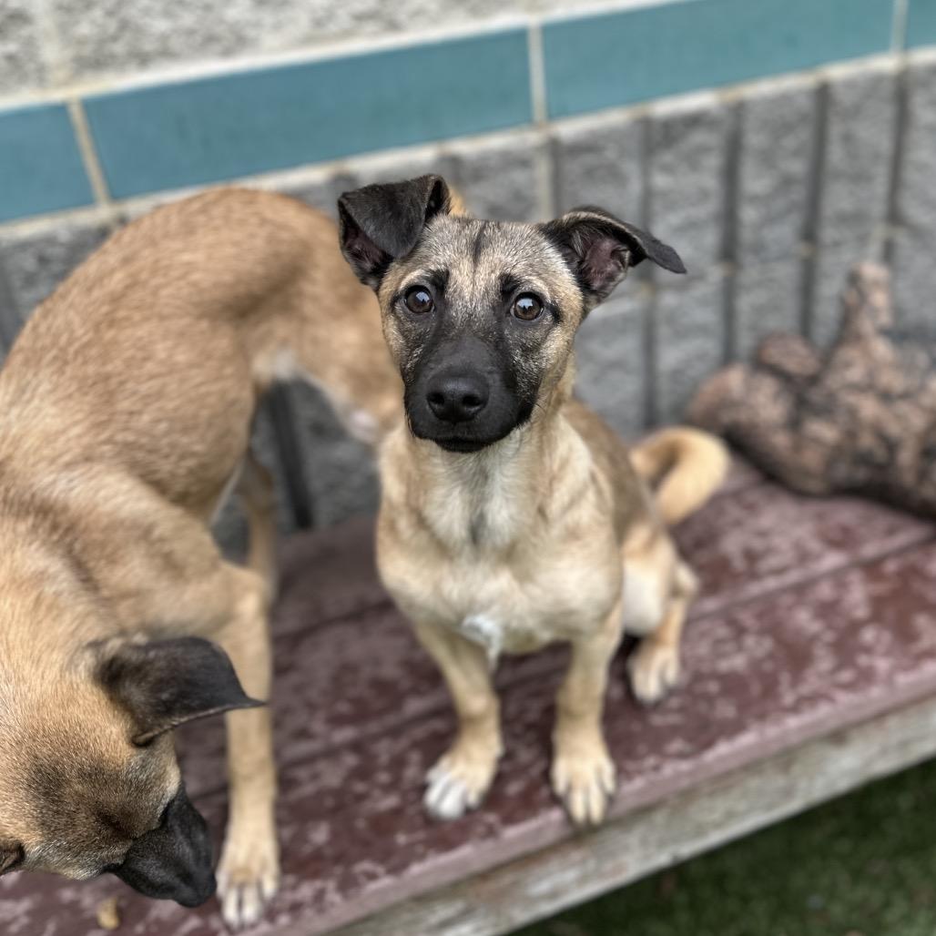 Enlarge Gwen, a ADOPTABLE Mixed Breed in Dublin, CA image 3/6
