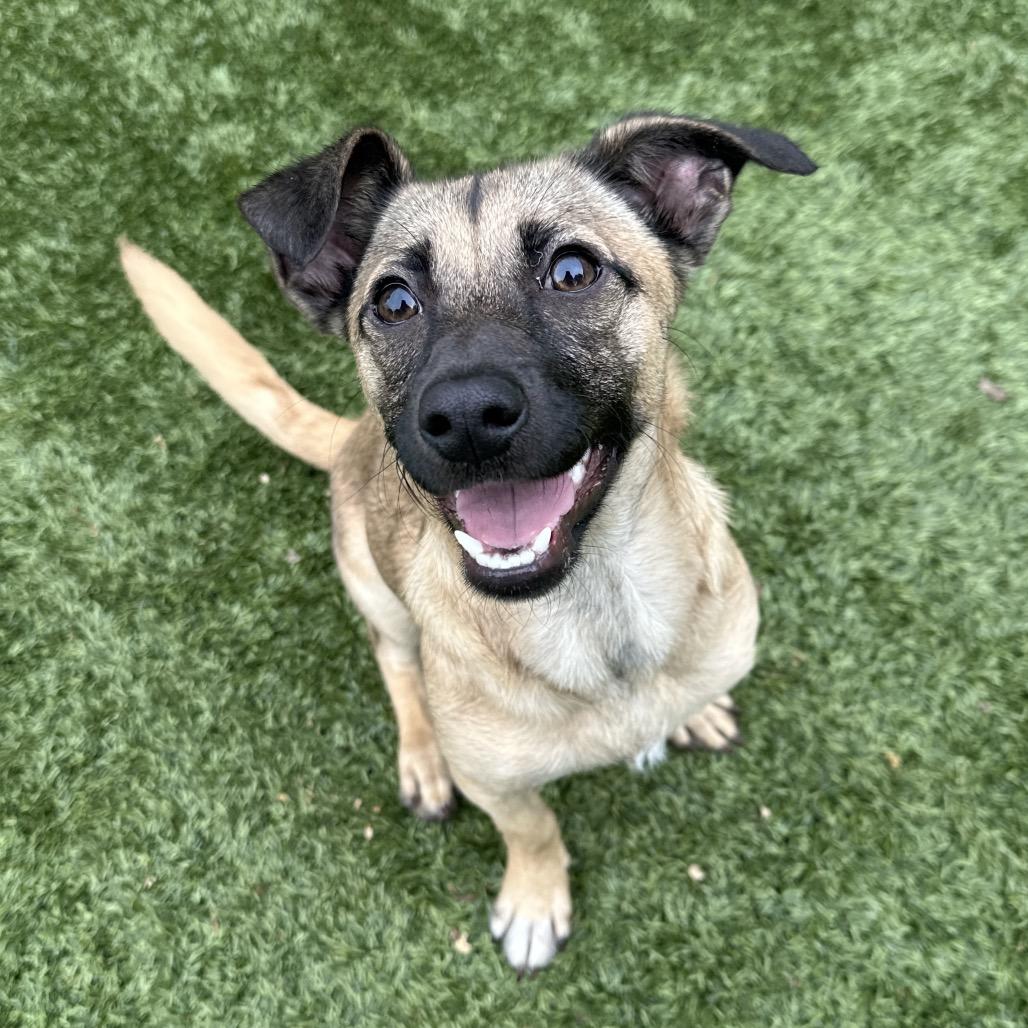 Enlarge Gwen, a ADOPTABLE Mixed Breed in Dublin, CA image 2/6