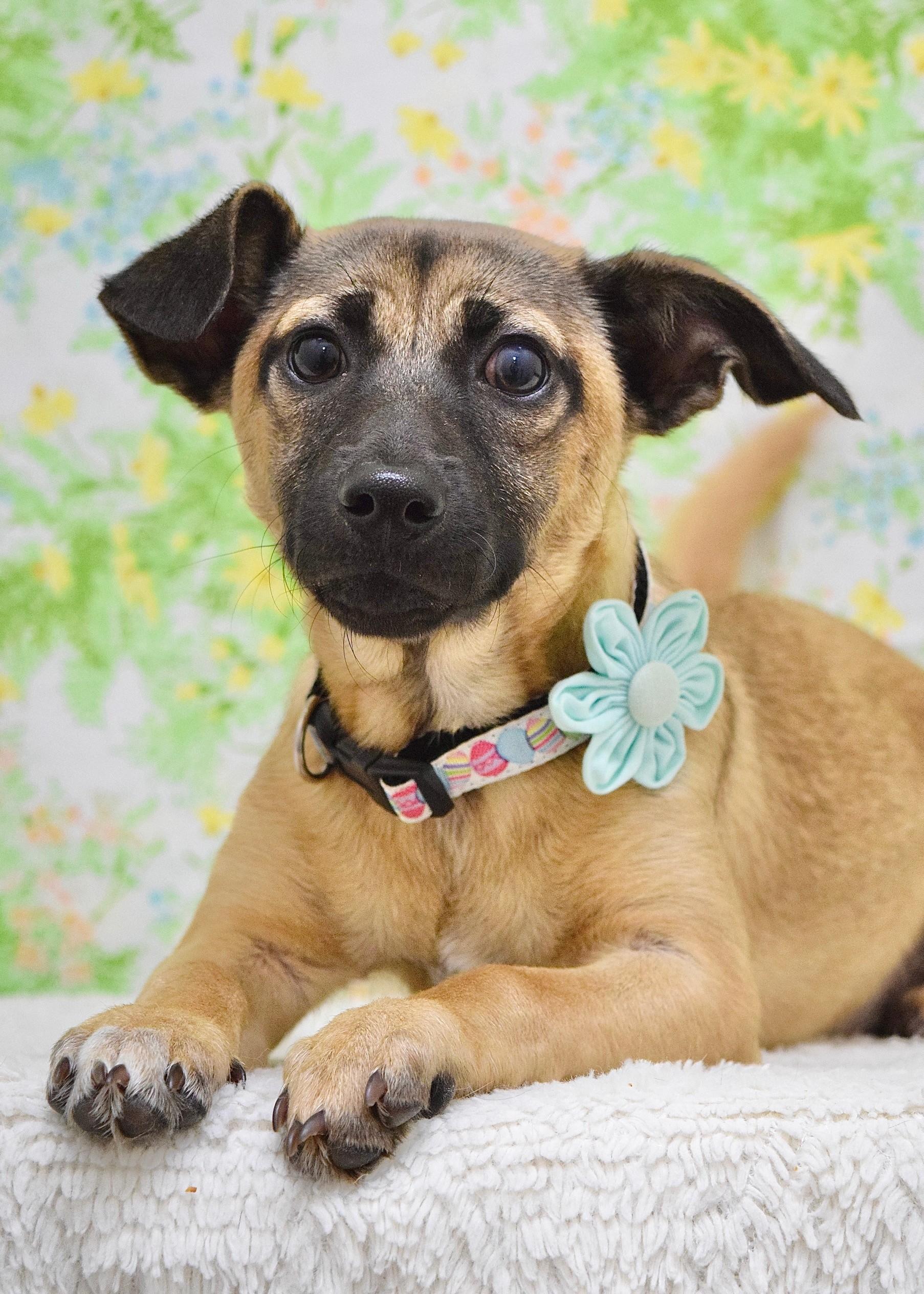 Gwen, ADOPTABLE, Puppy Female Mixed Breed.