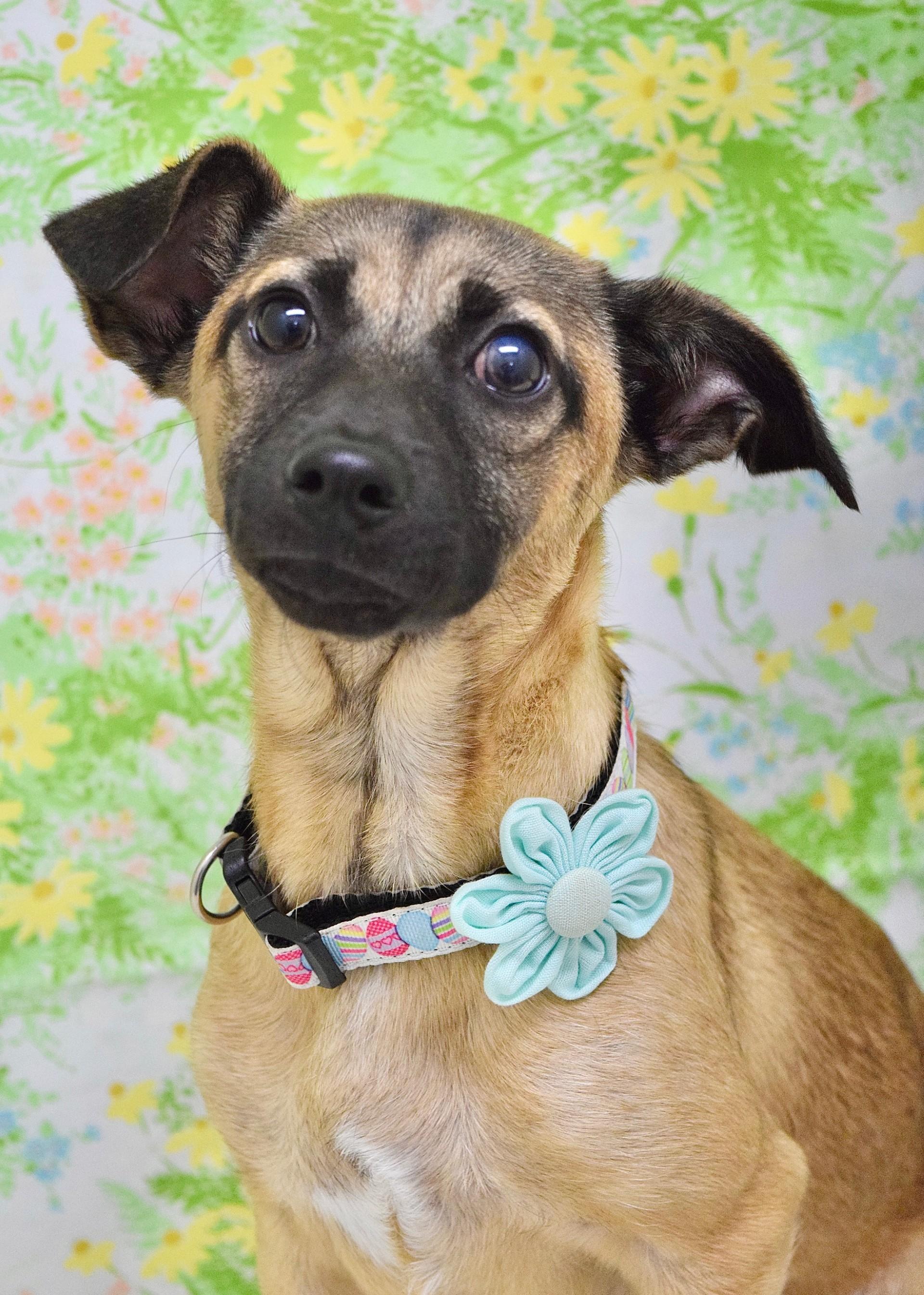 Enlarge Gwen, a ADOPTABLE Mixed Breed in Dublin, CA image 2/5