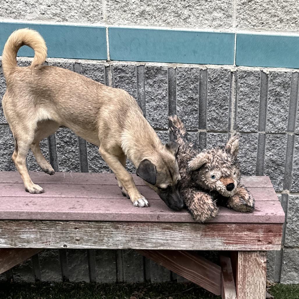 Enlarge Gwen, a ADOPTABLE Mixed Breed in Dublin, CA image 4/6