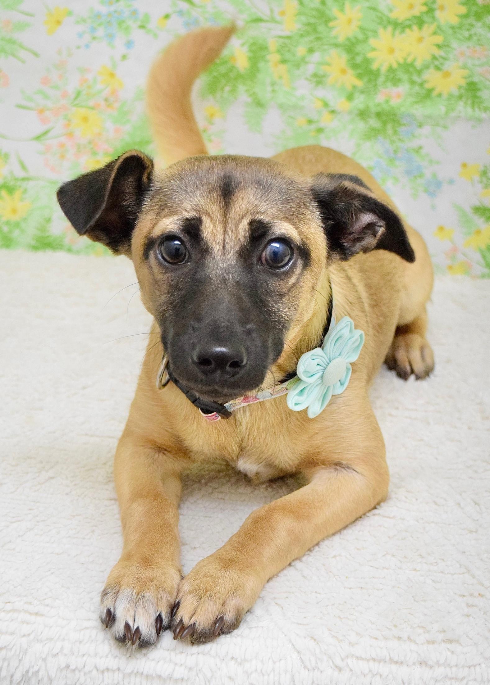 Enlarge Gwen, a ADOPTABLE Mixed Breed in Dublin, CA image 3/5