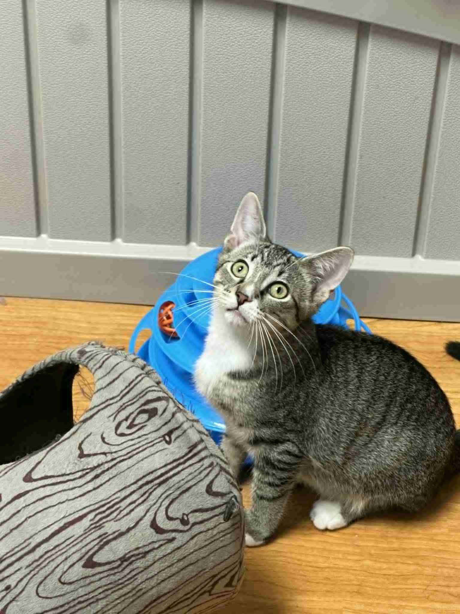 Enlarge Yankee, a Adoptable Tabby in Mauston, WI image 1/1