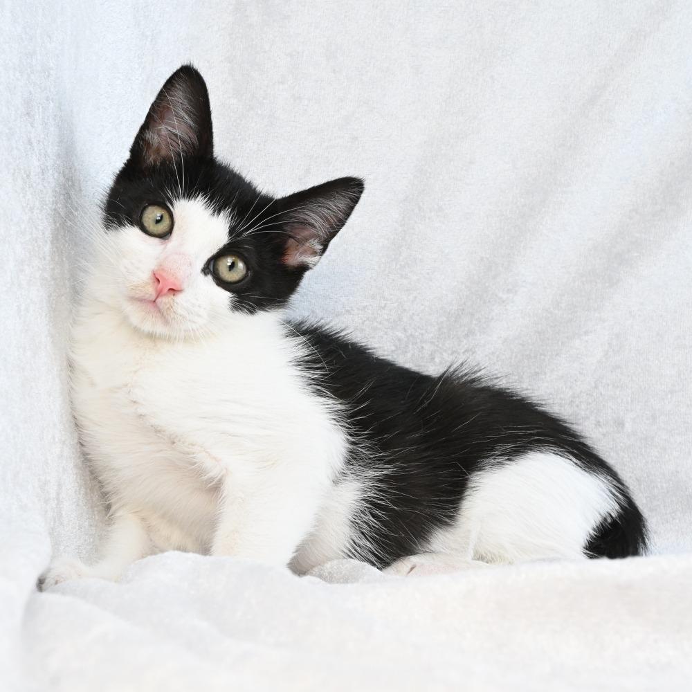 Ember, Adoptable, Kitten Male Domestic Short Hair.