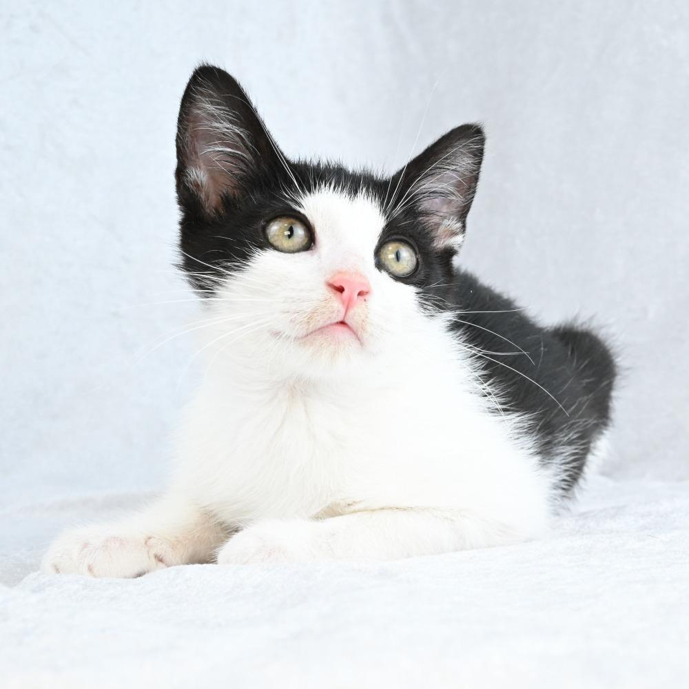 Ember, a Adoptable Domestic Short Hair in Mobile, AL image 2/5