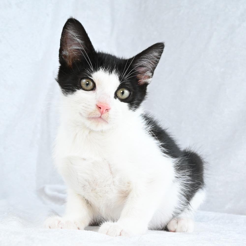 Ember, a Adoptable Domestic Short Hair in Mobile, AL image 3/5
