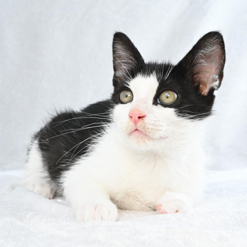 Ember, a Adoptable Domestic Short Hair in Mobile, AL image 4/5