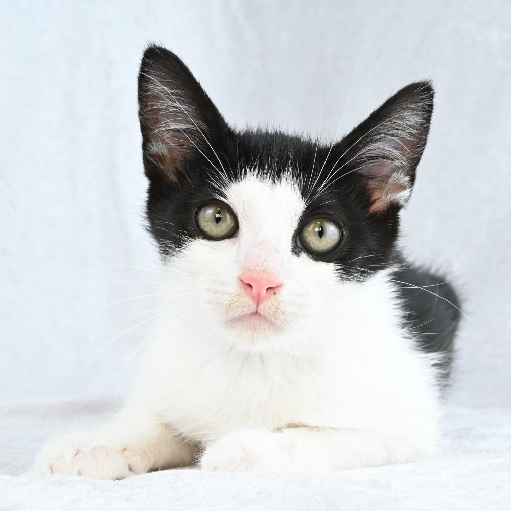 Ember, a Adoptable Domestic Short Hair in Mobile, AL image 5/5