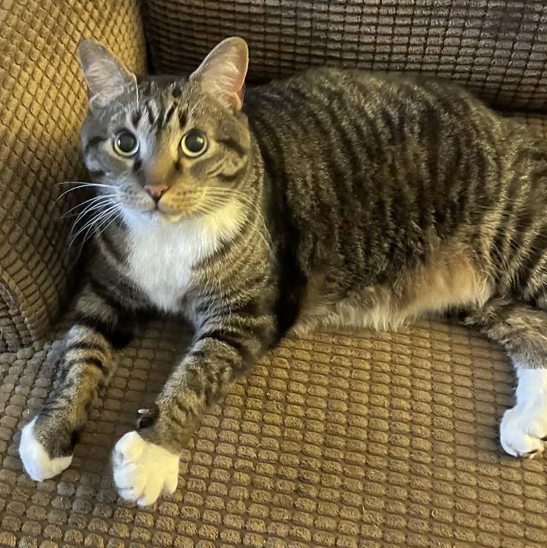 Teddy - Affectionate and Mellow!, ADOPTABLE, Adult Male Domestic Short Hair.