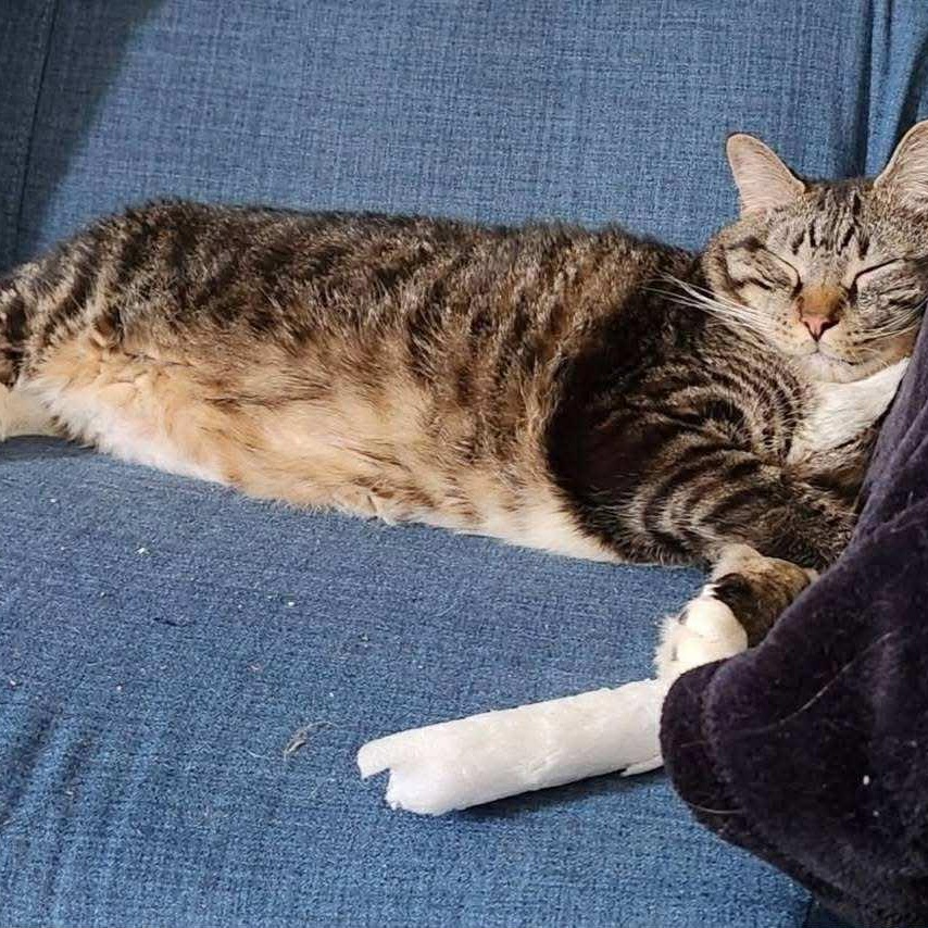 Enlarge Teddy - Affectionate and Mellow!, an adopted Domestic Short Hair in Hamilton, ON image 3/3