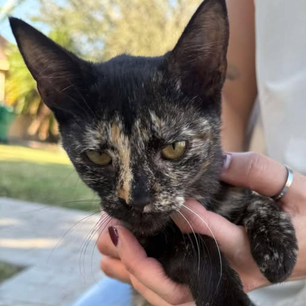 Gumdrop, Adoptable, Adult Female Domestic Short Hair.