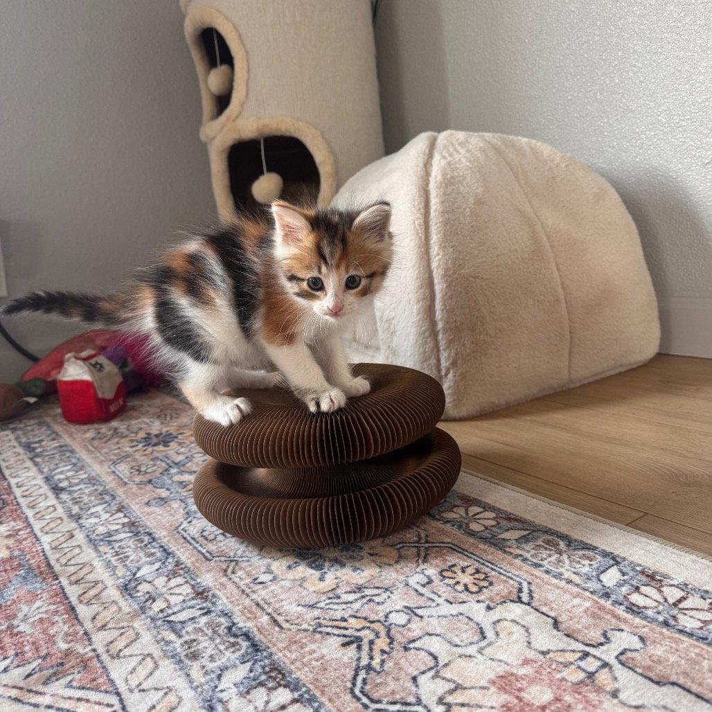 Enlarge SAGE, a Adopted Domestic Short Hair in Chico, CA image 1/1
