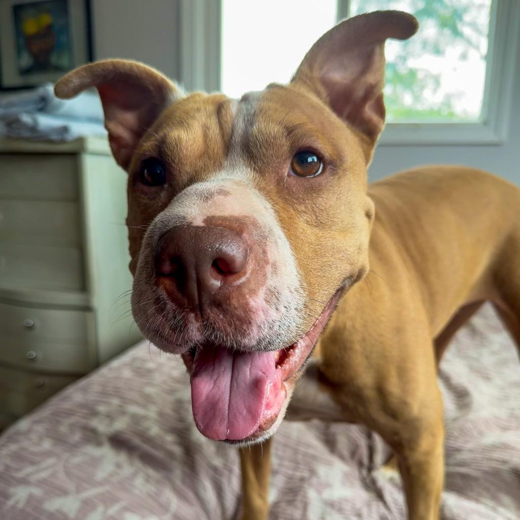 Penny, Adoptable, Adult Female Pit Bull Terrier & Mixed Breed.