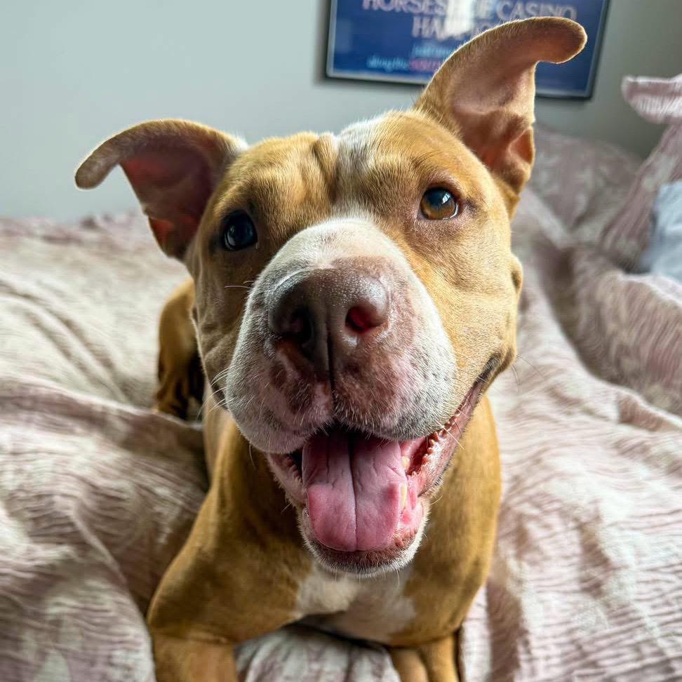 Enlarge Penny, a Adoptable mixed breed in Valparaiso, IN image 2/2