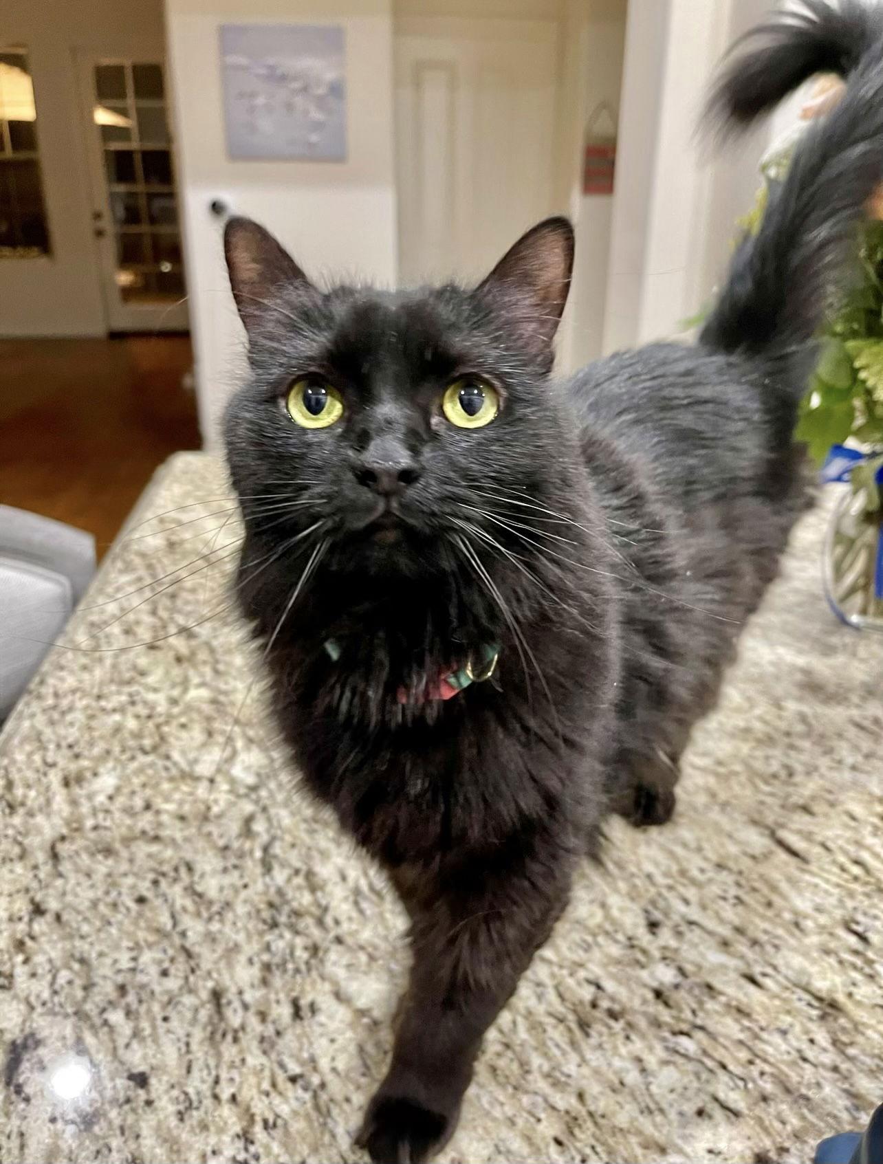 Jade courtesy post, Adoptable, Adult Female Bombay & Domestic Long Hair.