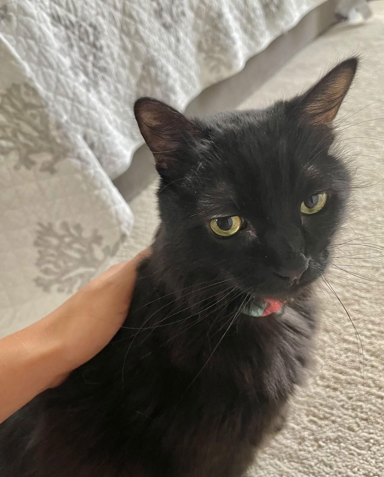 Jade courtesy post, a Adoptable mixed breed in Laguna Niguel, CA image 2/3