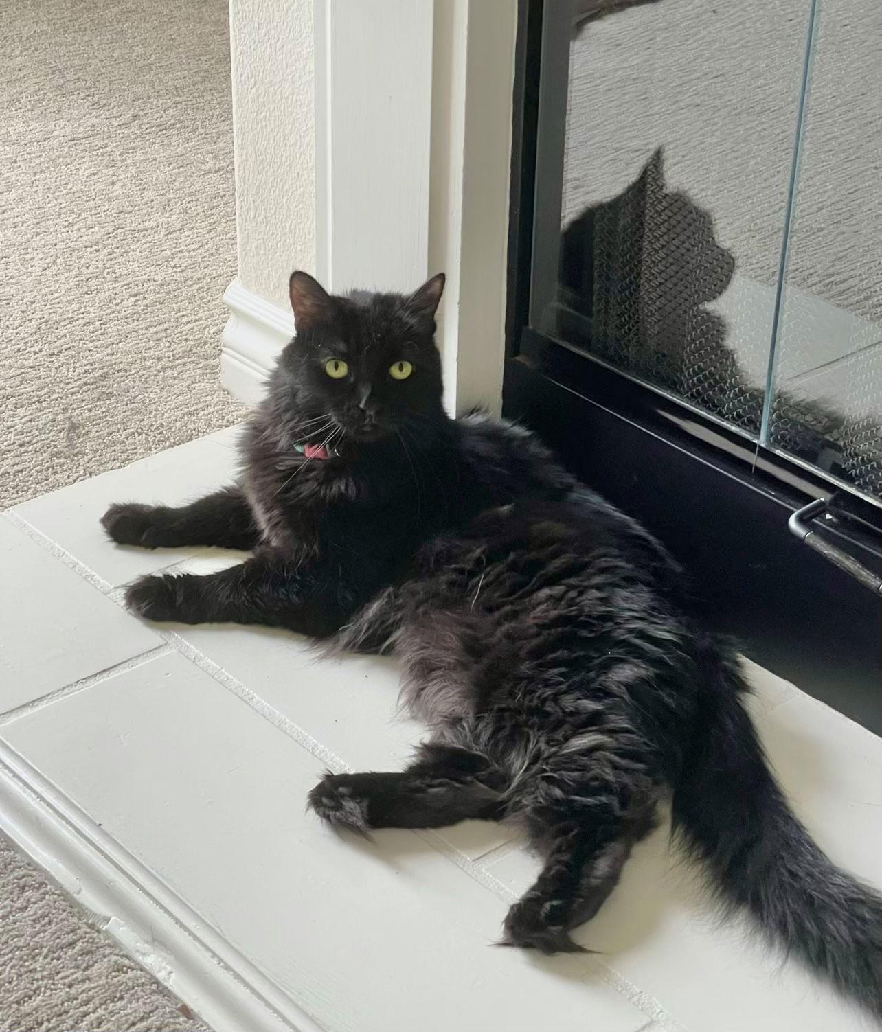 Jade courtesy post, a Adoptable mixed breed in Laguna Niguel, CA image 3/3