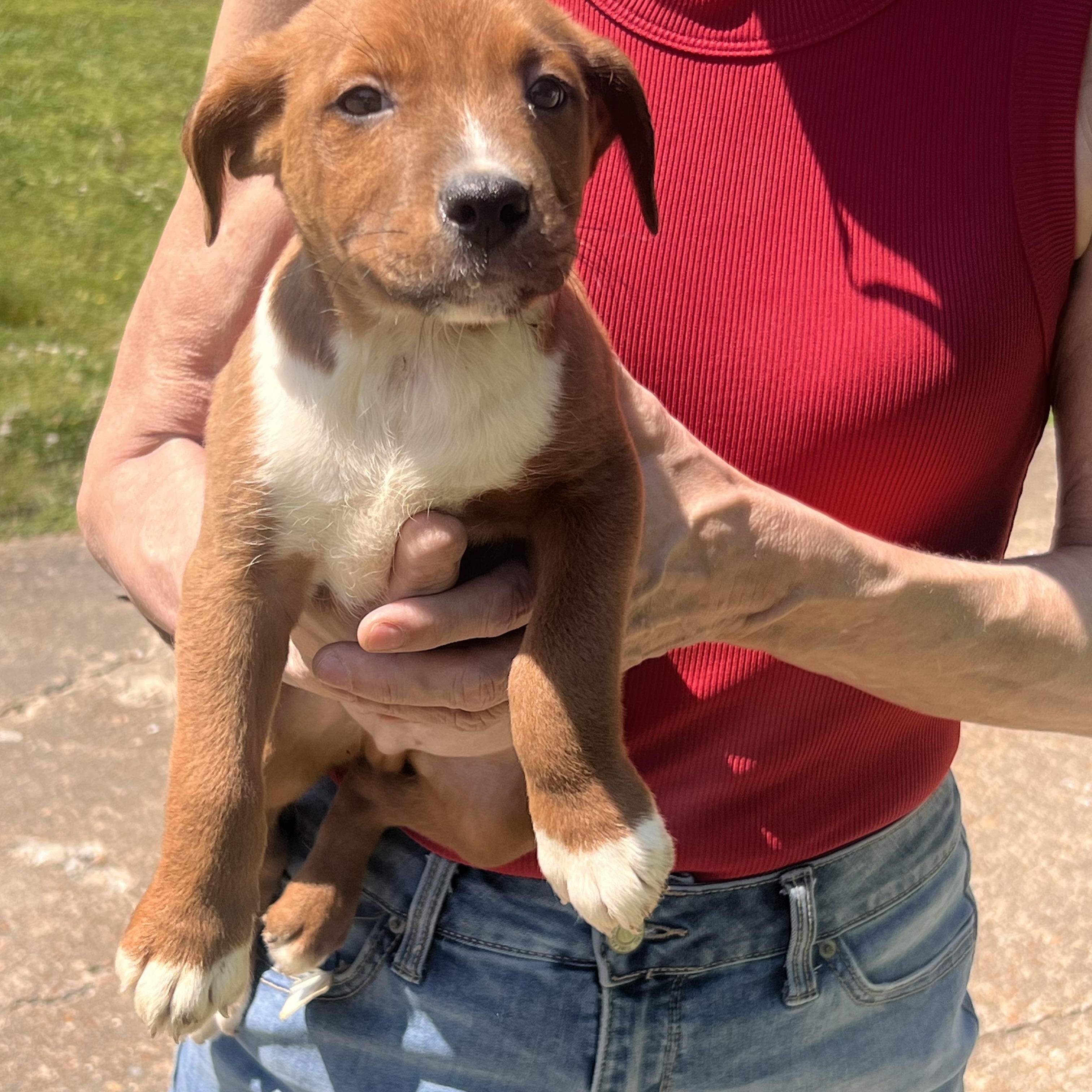 Enlarge Yancy, a ADOPTABLE mixed breed in Medfield, MA image 6/6