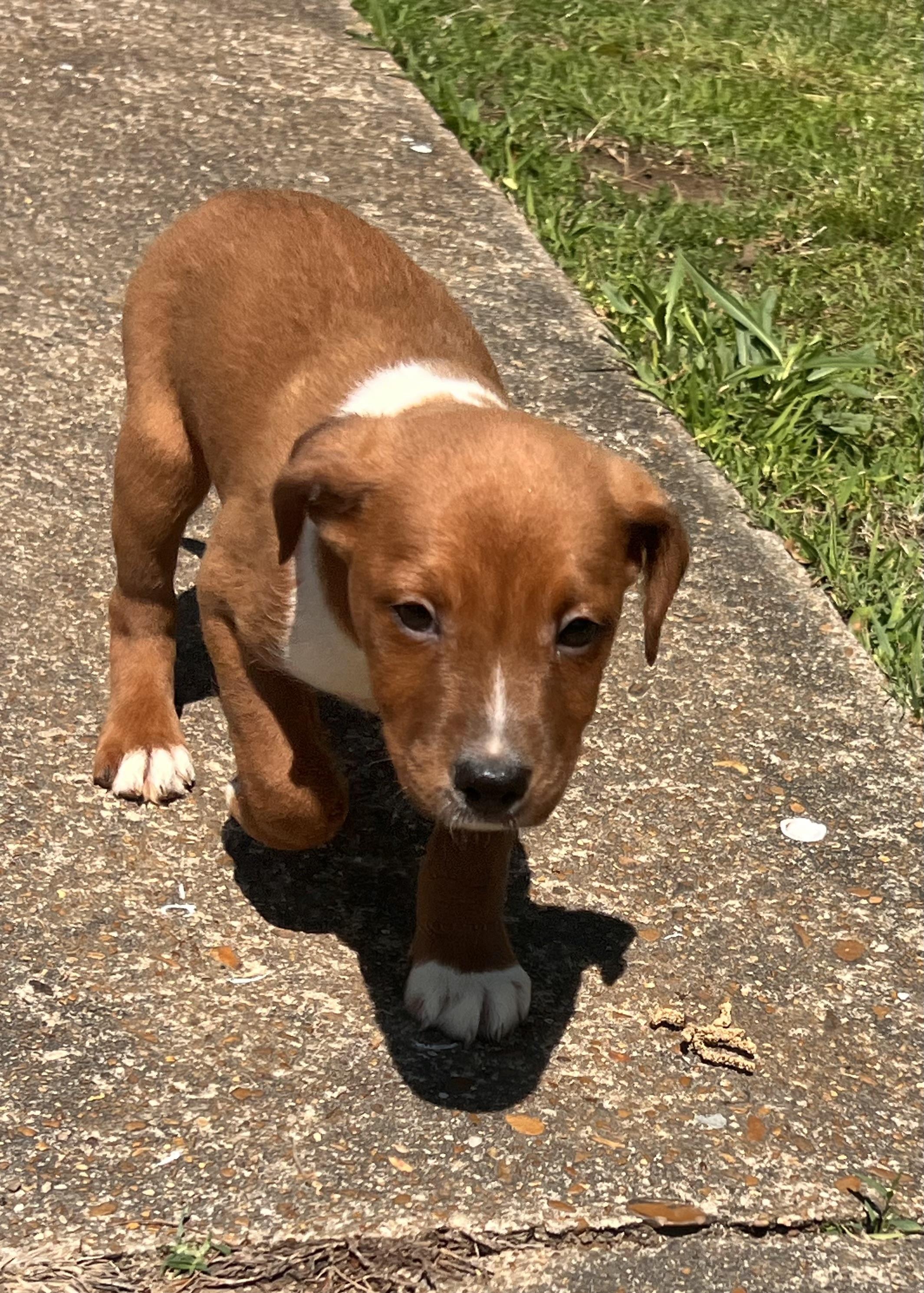 Enlarge Yancy, a ADOPTABLE mixed breed in Medfield, MA image 5/6
