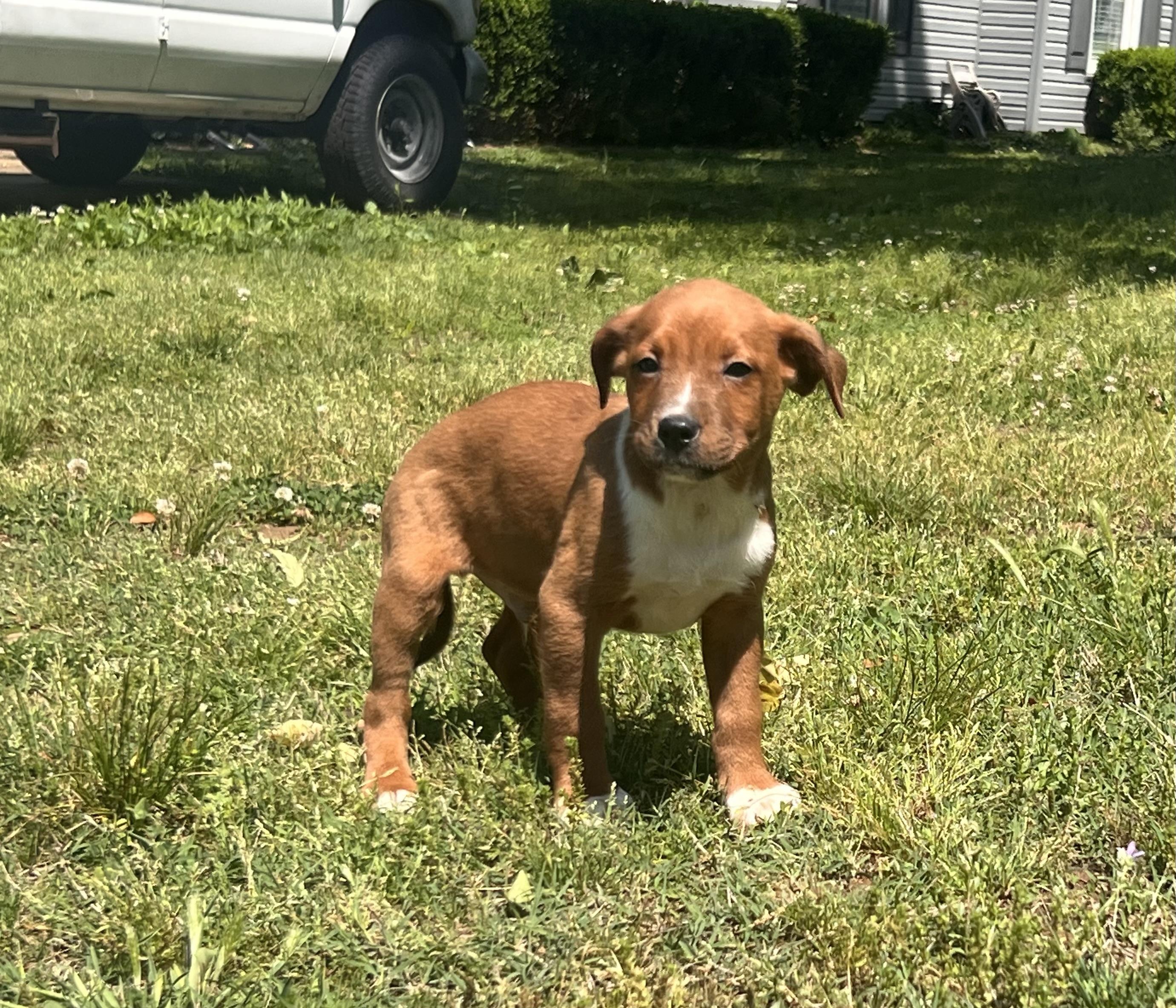 Yancy, ADOPTABLE, Puppy Male Beagle & Mixed Breed.