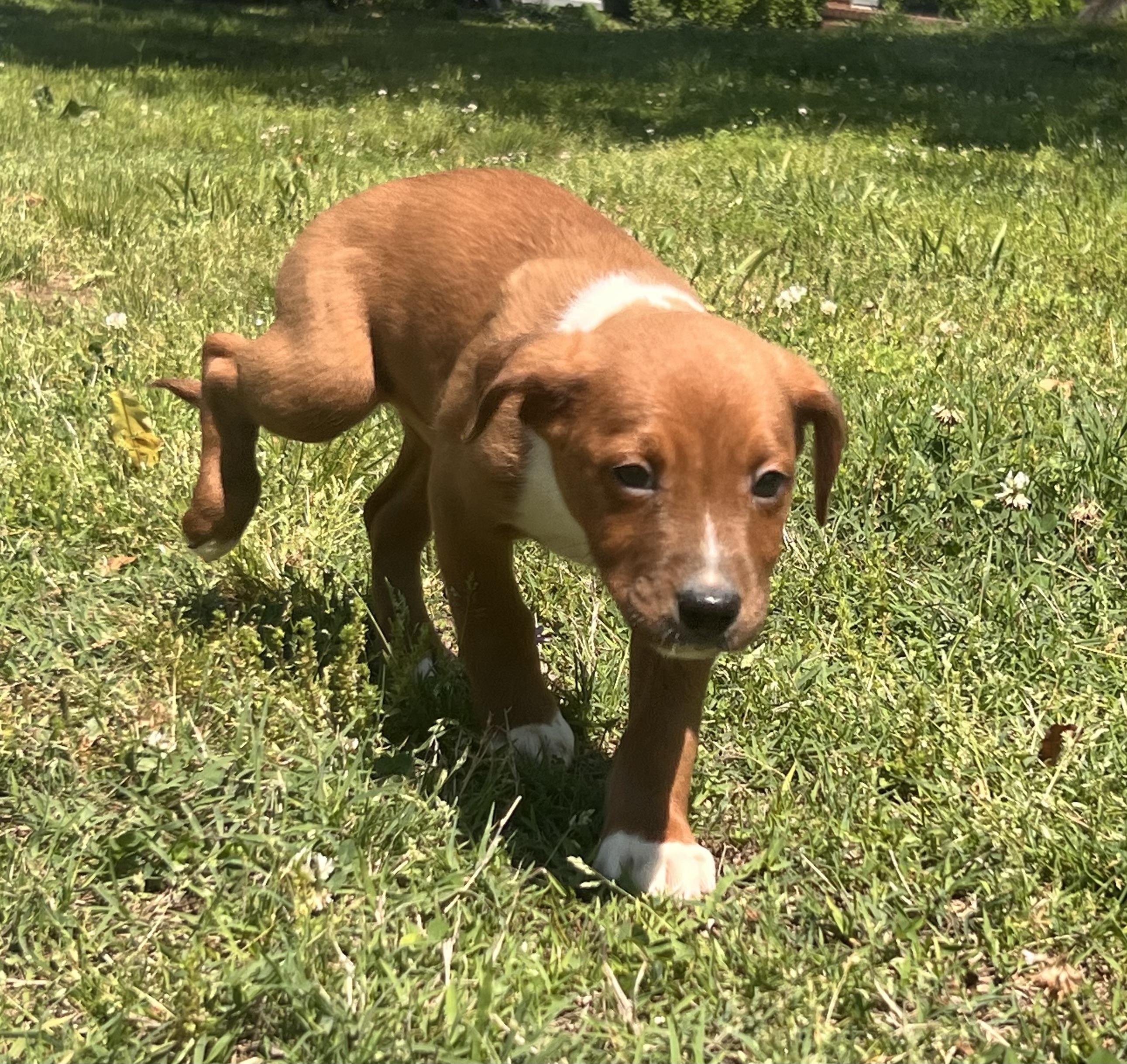 Enlarge Yancy, a ADOPTABLE mixed breed in Medfield, MA image 2/6