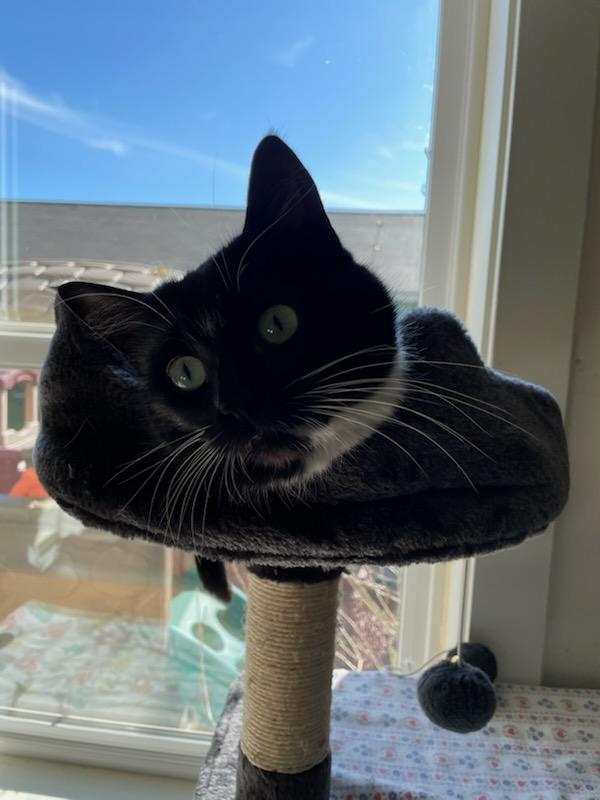 Enlarge Missy, a ADOPTABLE Domestic Short Hair in Gig Harbor, WA image 5/6