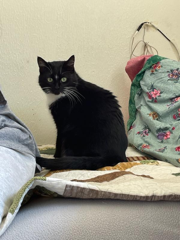 Enlarge Missy, a ADOPTABLE Domestic Short Hair in Gig Harbor, WA image 2/6