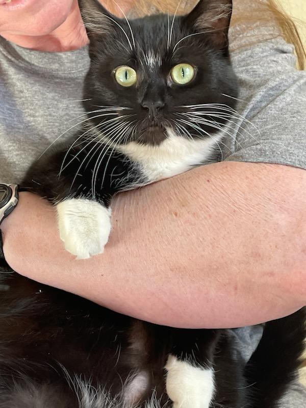 Enlarge Missy, a ADOPTABLE Domestic Short Hair in Gig Harbor, WA image 1/6