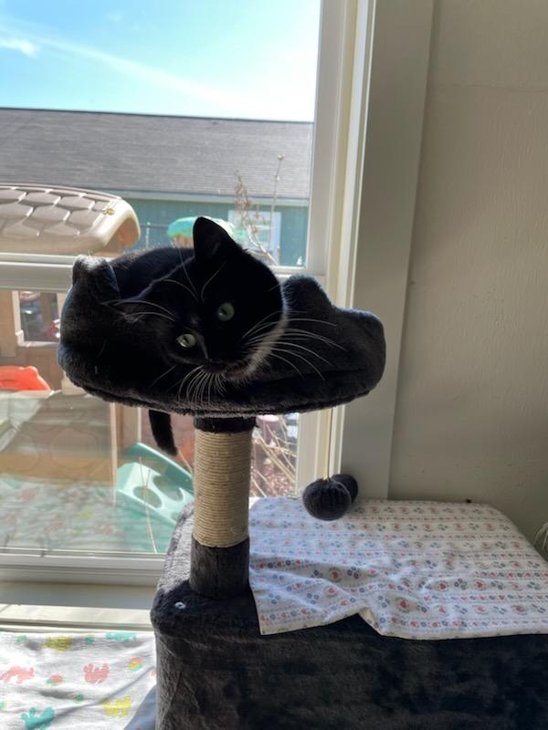 Enlarge Missy, a ADOPTABLE Domestic Short Hair in Gig Harbor, WA image 4/6